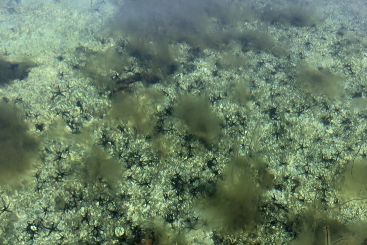 Clear water showing underwater algae with kayak and two reflected figures above.