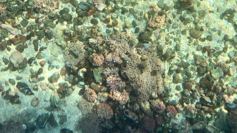 Underwater view of rocks and coral clusters on a sandy seabed.